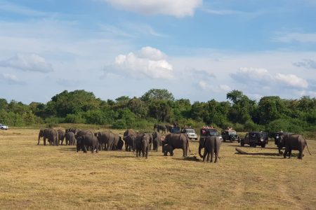 Parc d’Minneriya, Kaudulla ou Eco